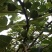 现在15吨青果，有实力老板联系，随时下树