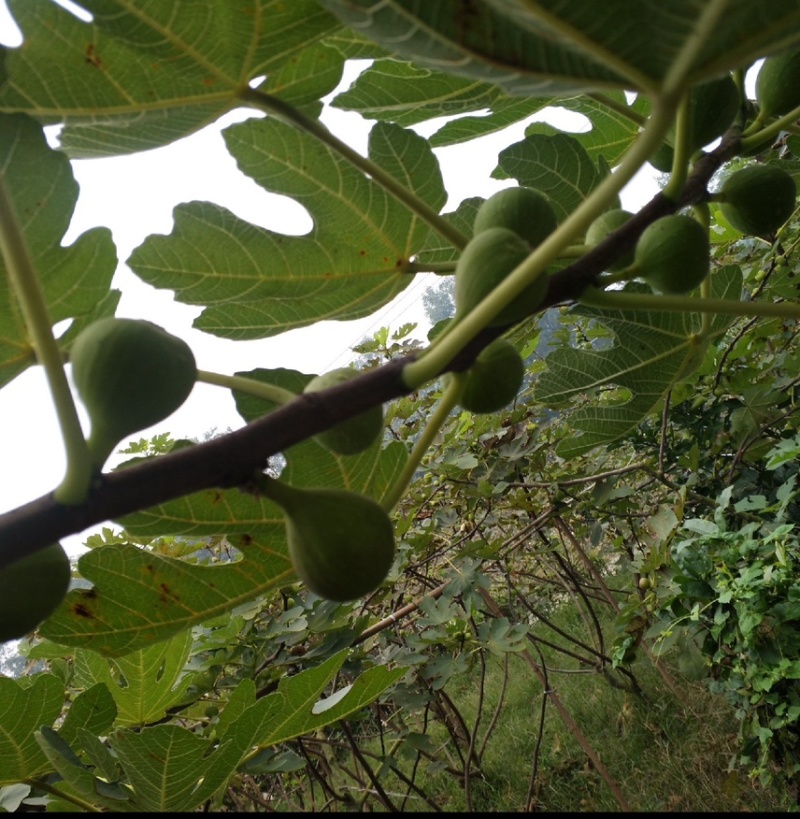 现在15吨青果，有实力老板联系，随时下树