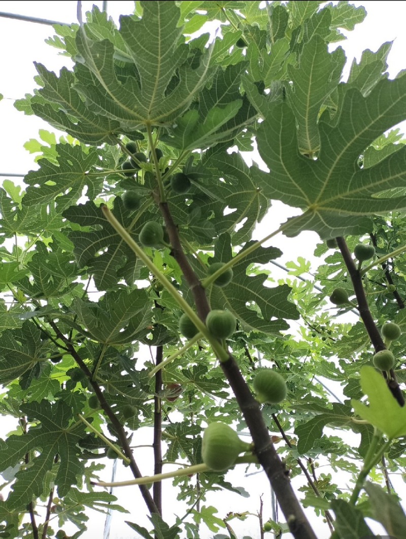 现在15吨青果，有实力老板联系，随时下树