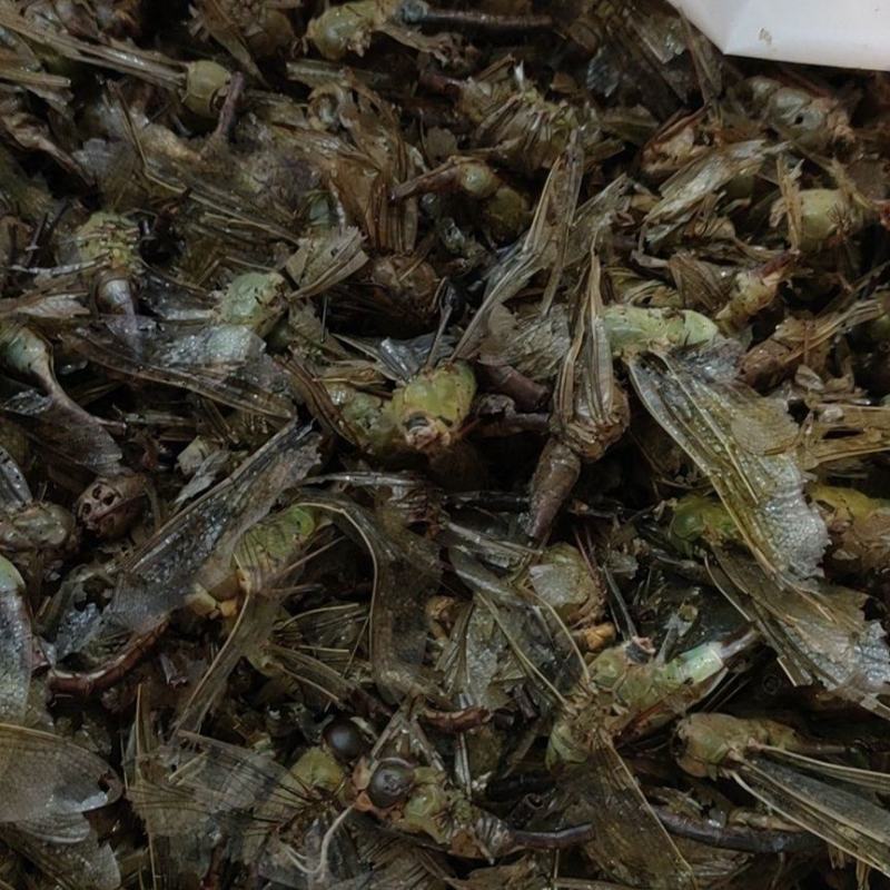 蜻蜓中药规格***干品绿蜻蜓黑蜻蜓药用大蜻蜓野生原生