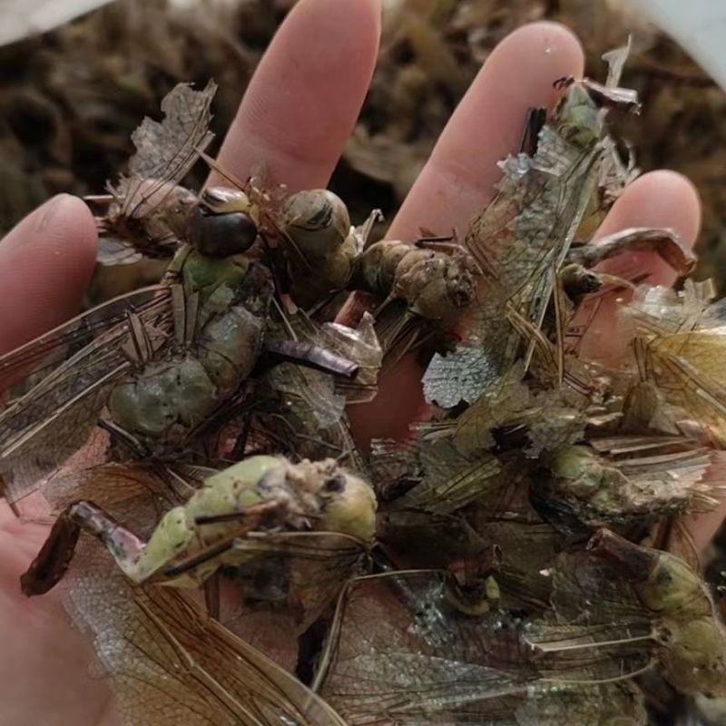 蜻蜓中药规格***干品绿蜻蜓黑蜻蜓药用大蜻蜓野生原生