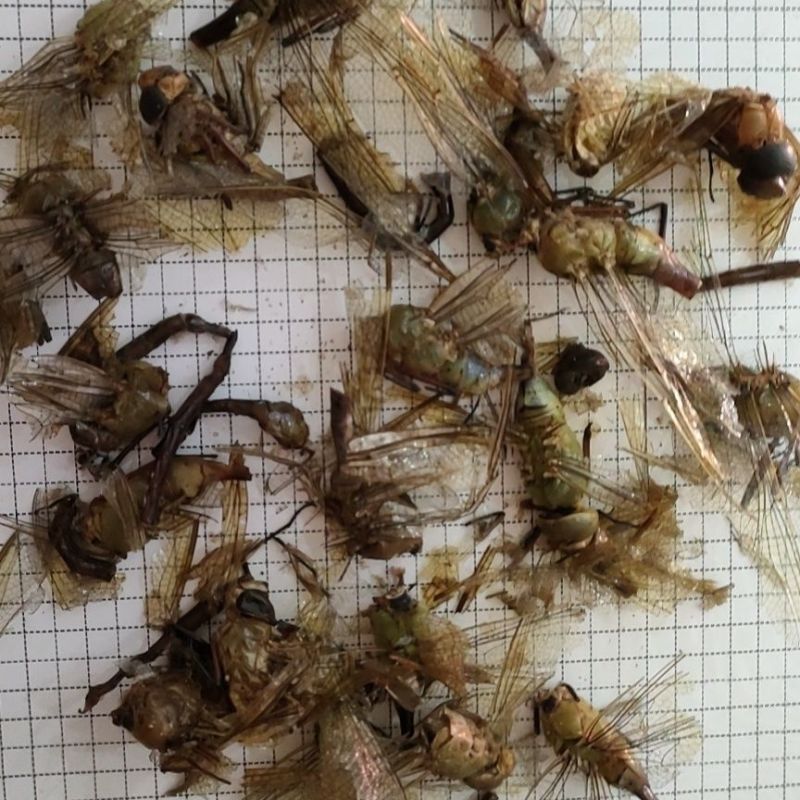 蜻蜓中药规格***干品绿蜻蜓黑蜻蜓药用大蜻蜓野生原生
