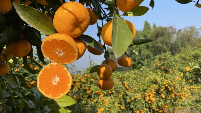 湖北精品高山特早蜜橘产地直销对接市场电商欢迎咨询