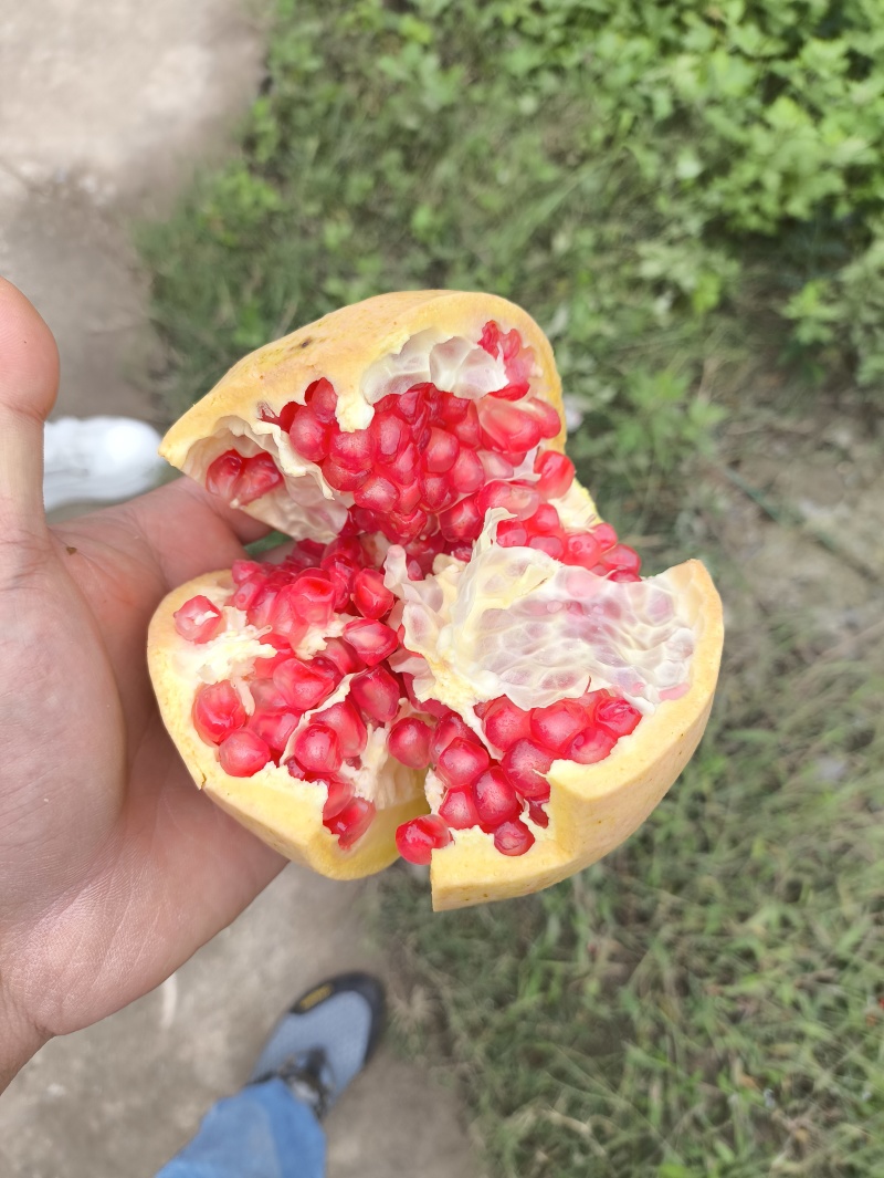 陕西汉中本地突尼斯软籽石榴现在已经上市，纯坡地货，个头大