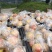 陕西汉中本地突尼斯软籽石榴现在已经上市，纯坡地货，个头大