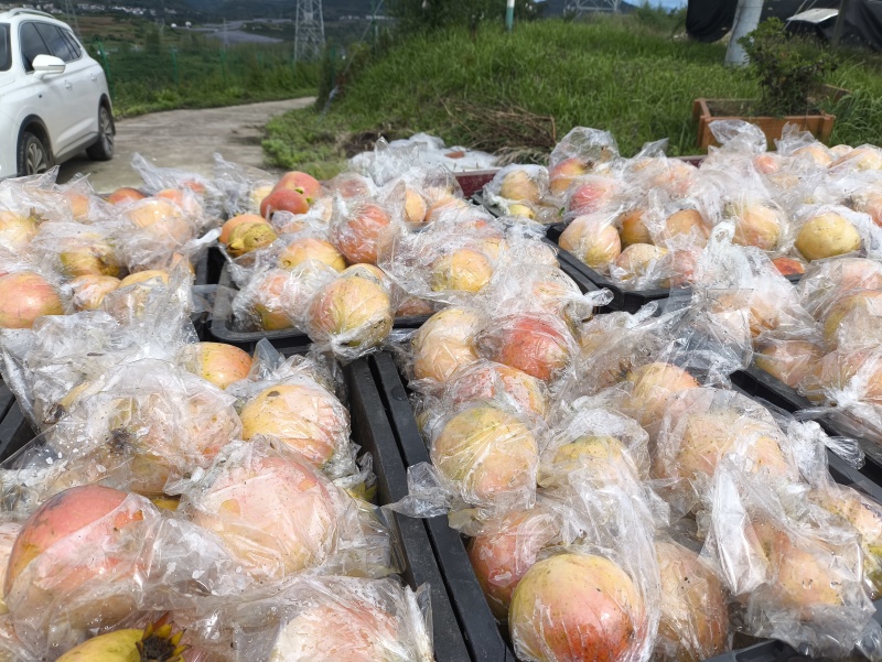 陕西汉中本地突尼斯软籽石榴现在已经上市，纯坡地货，个头大