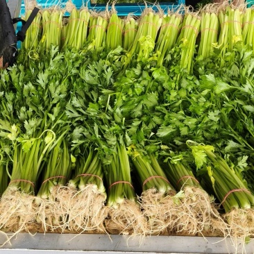山东省沂南芹菜