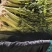 山东省沂南芹菜