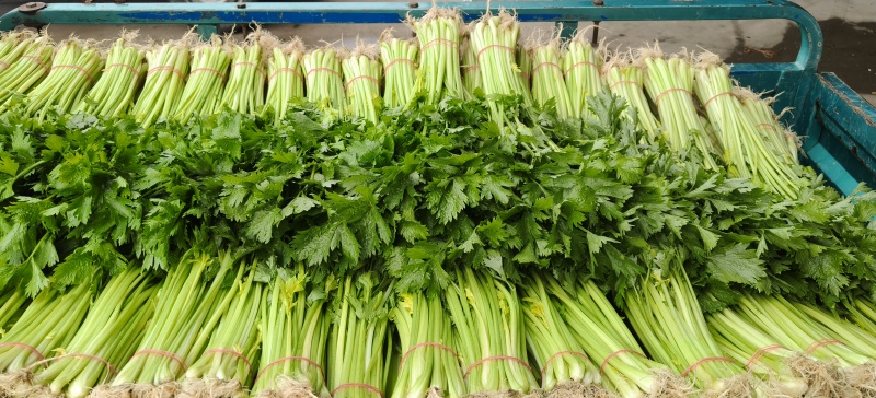 山东省沂南芹菜