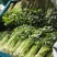 山东省沂南芹菜
