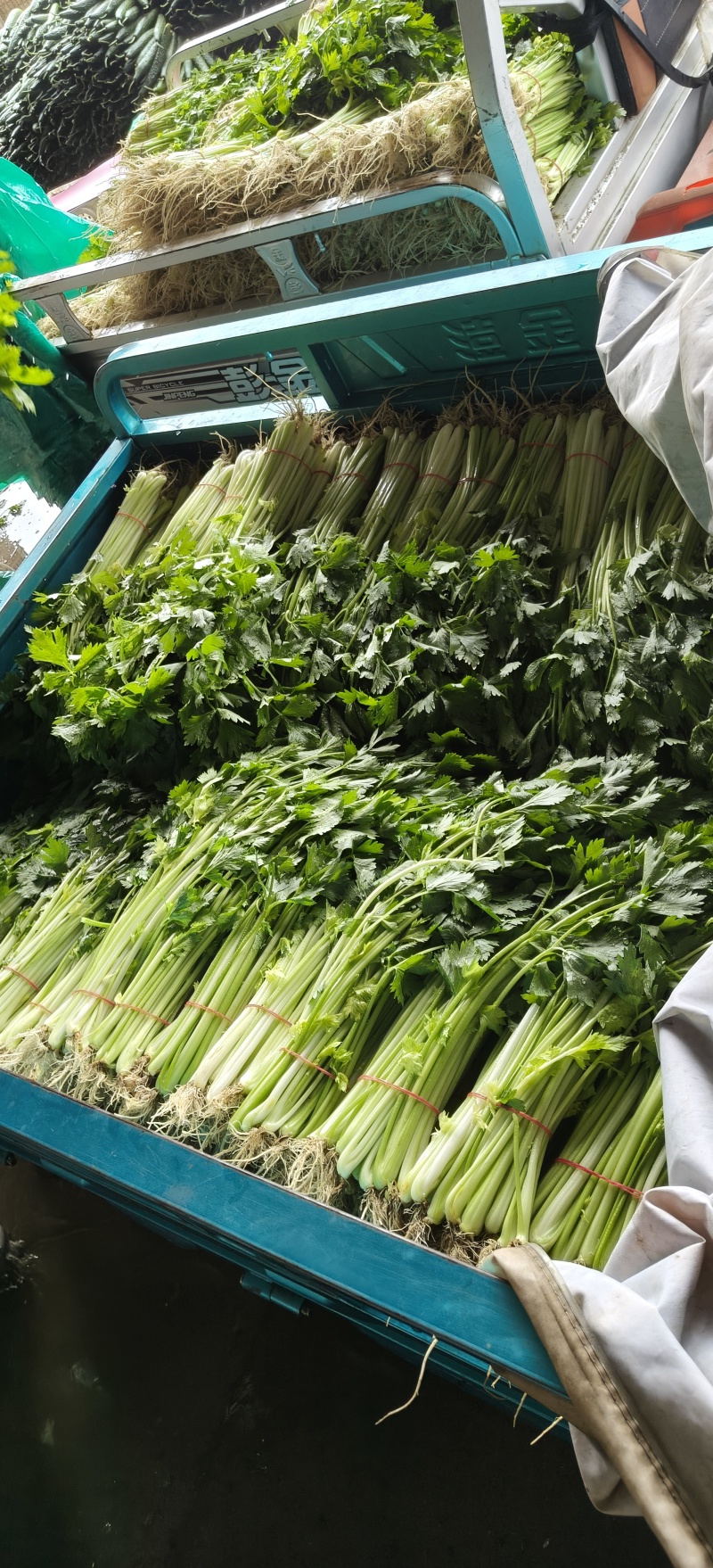 山东省沂南芹菜