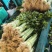 山东省沂南芹菜