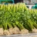 山东省沂南芹菜
