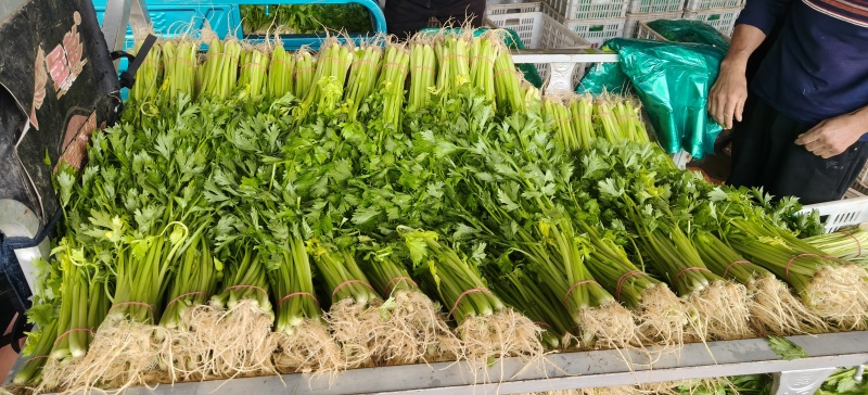 山东省沂南芹菜
