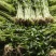 山东省沂南芹菜