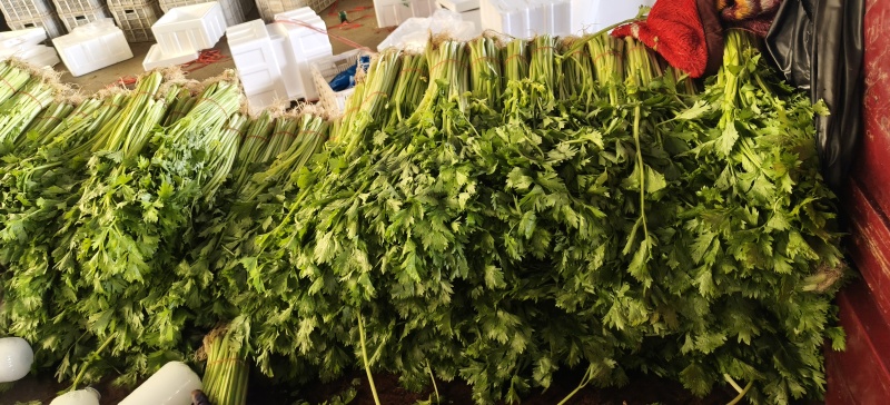山东省沂南芹菜