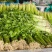山东省沂南芹菜