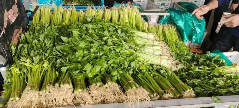 山东省沂南芹菜