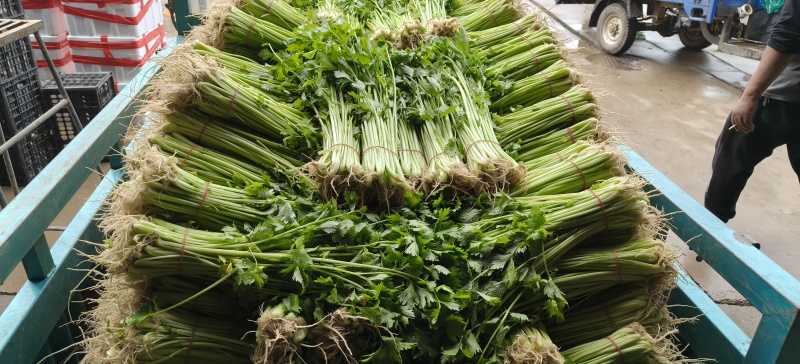 山东省沂南芹菜