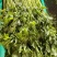 山东省沂南芹菜