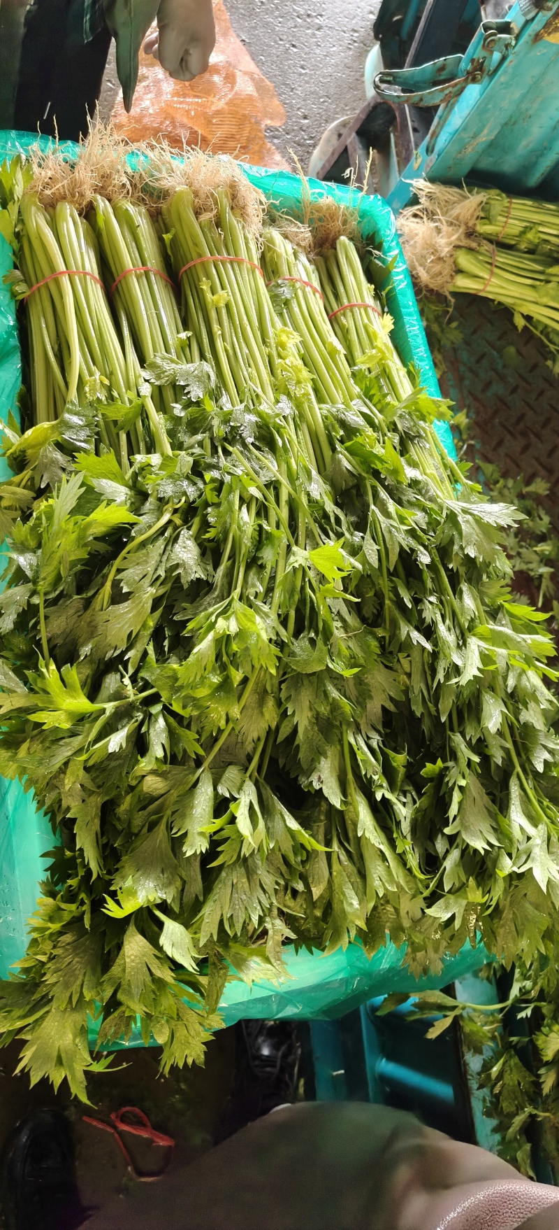山东省沂南芹菜