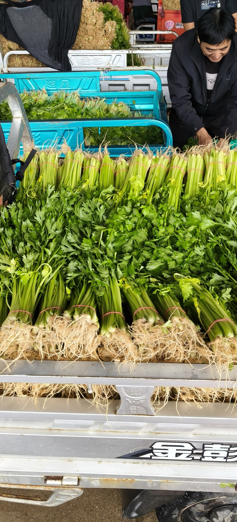 山东省沂南芹菜