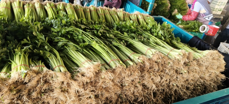 山东省沂南芹菜