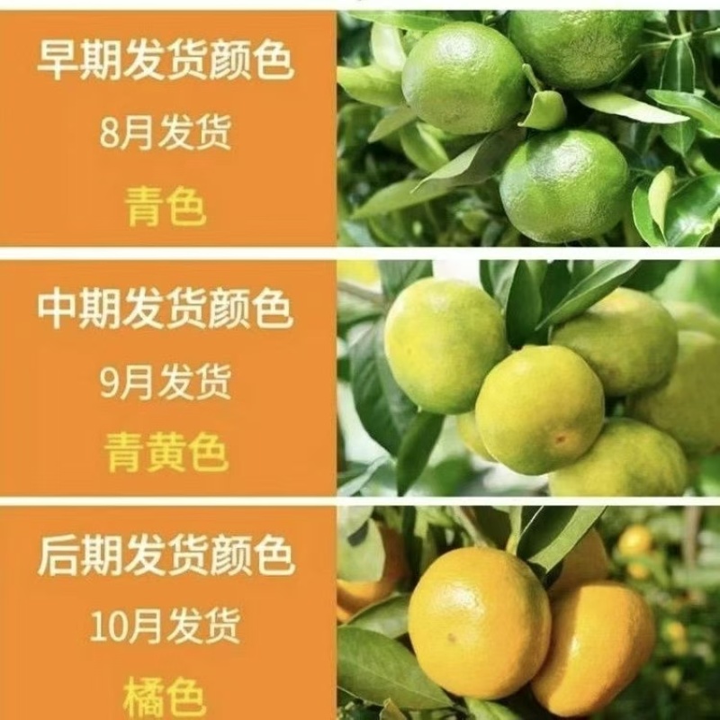 特早熟高山蜜橘无子无渣入口即化大量上市走货进行中啦！