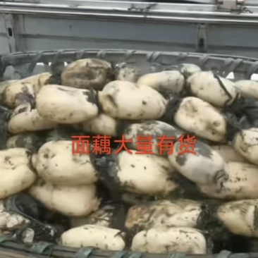 陕西汉中本地面藕35每年9月开始上市条形好冲洗干净口感面