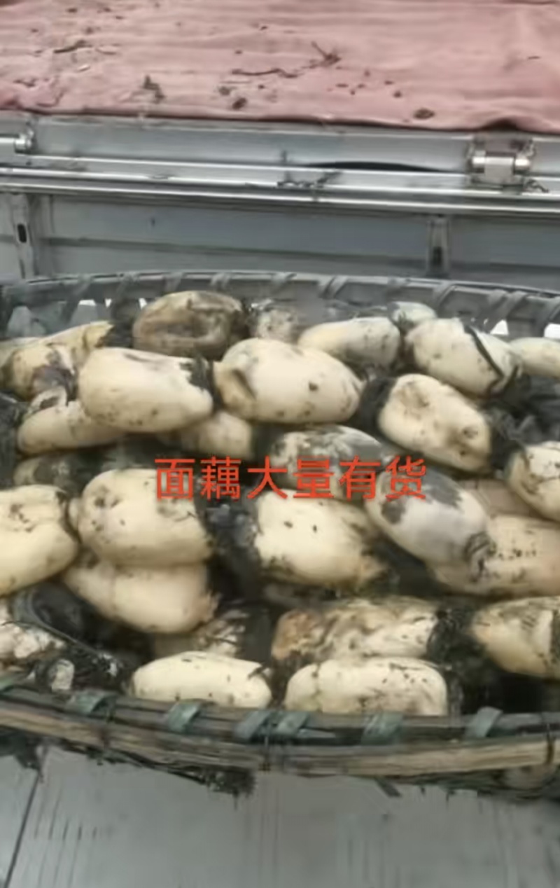 陕西汉中本地面藕35每年9月开始上市条形好冲洗干净口感面
