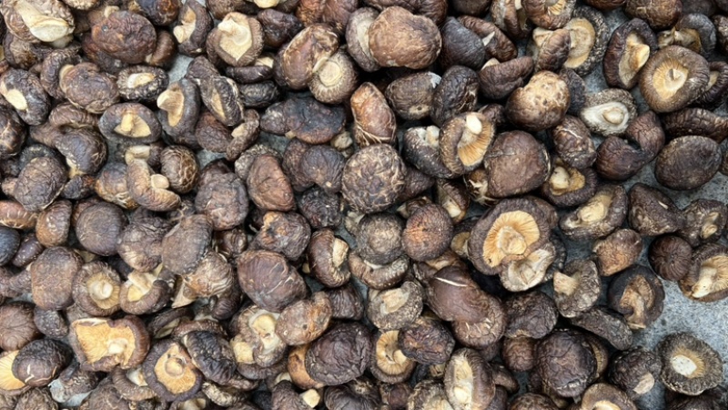 精品黑面菇人工挑选肉厚产地直发各种规格