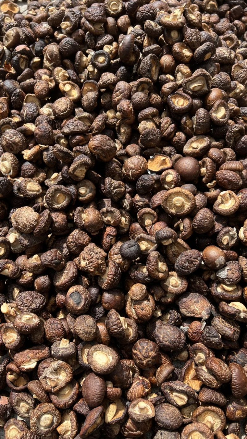 精品黑面菇人工挑选肉厚产地直发各种规格