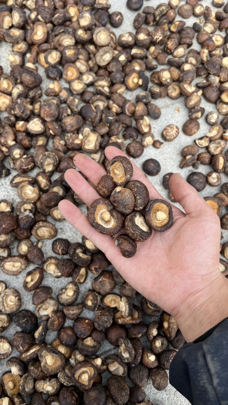 精品黑面菇人工挑选肉厚产地直发各种规格