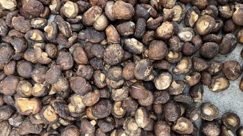 精品黑面菇人工挑选肉厚产地直发各种规格