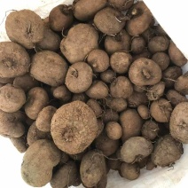 红藤山乌龟10厘米以下到货