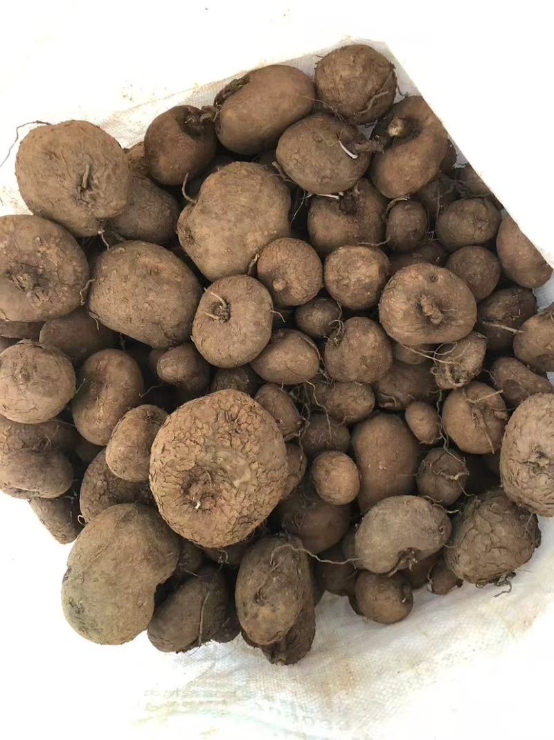 红藤山乌龟10厘米以下到货