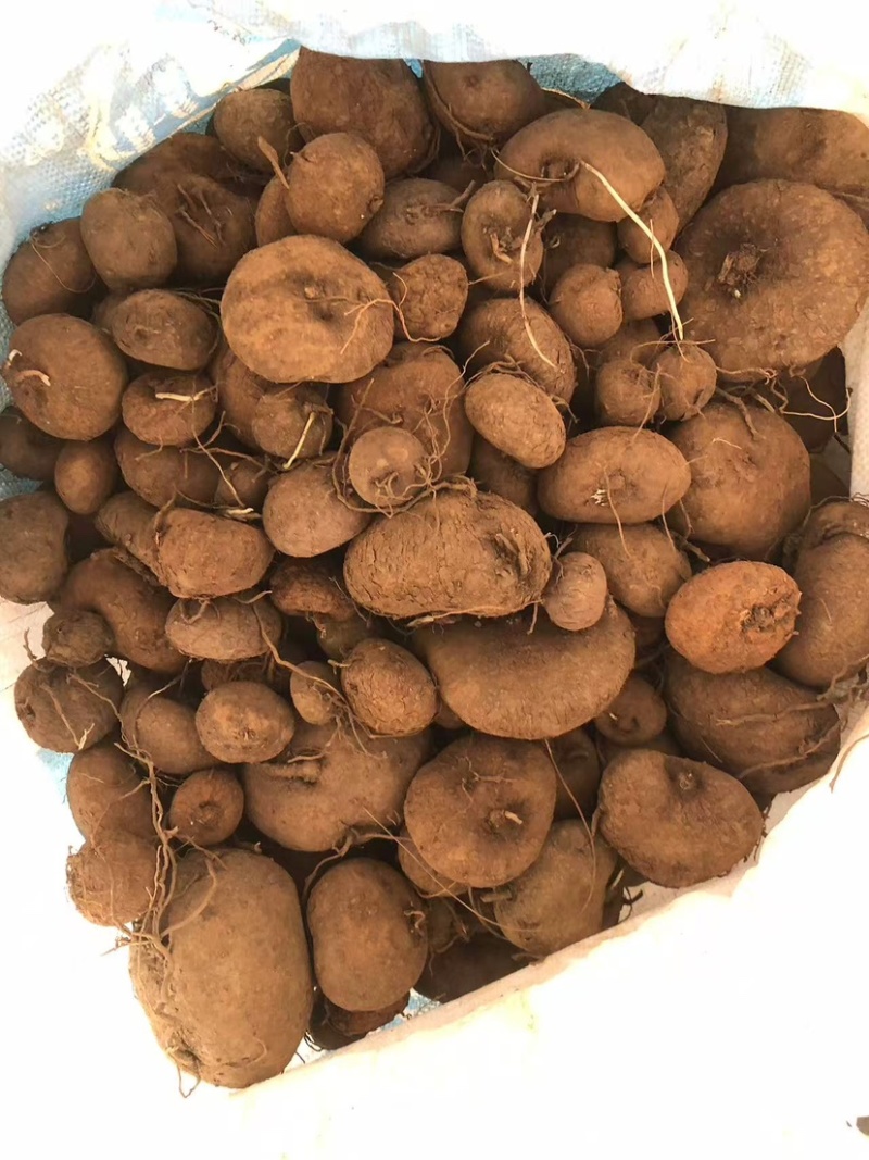 红藤山乌龟10厘米以下到货