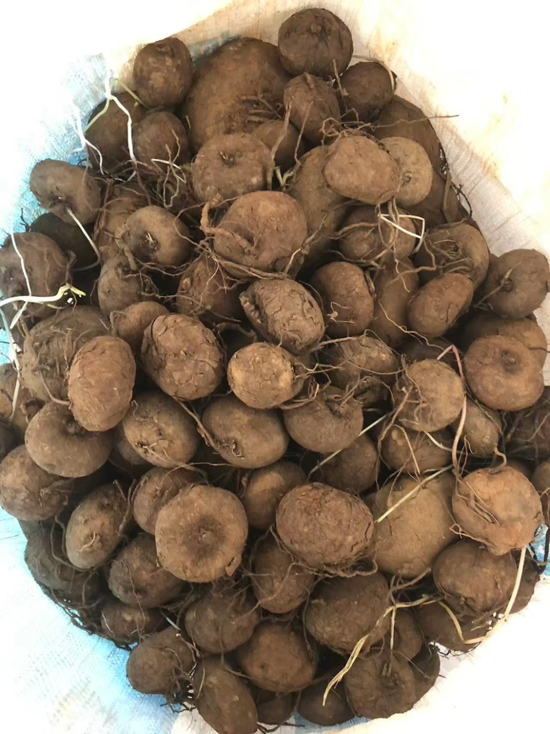 红藤山乌龟10厘米以下到货