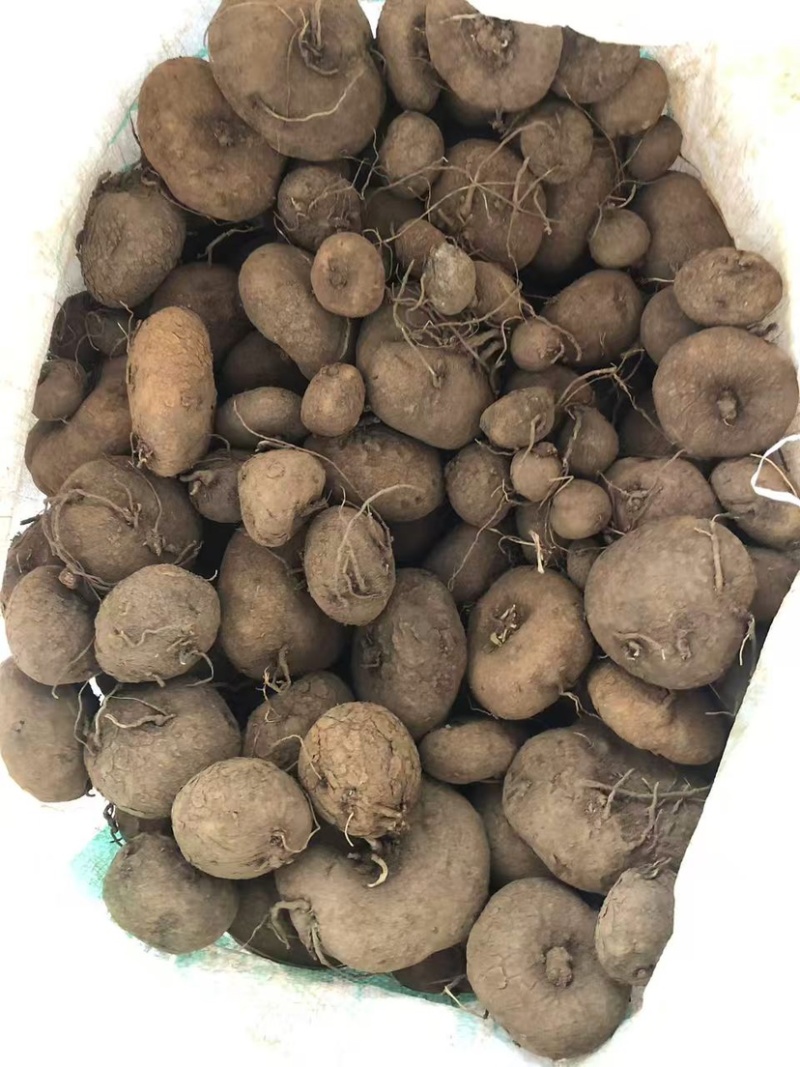 红藤山乌龟10厘米以下到货