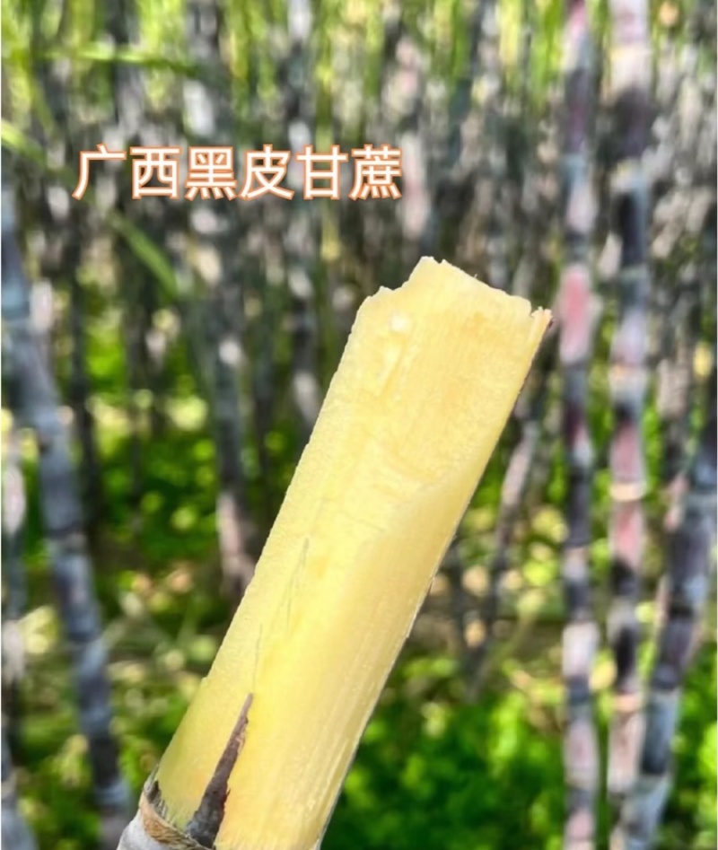 【放心购买】黑皮甘蔗广西甘蔗基地直供量大从优欢迎下单