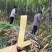 【放心购买】黑皮甘蔗广西甘蔗基地直供量大从优欢迎下单