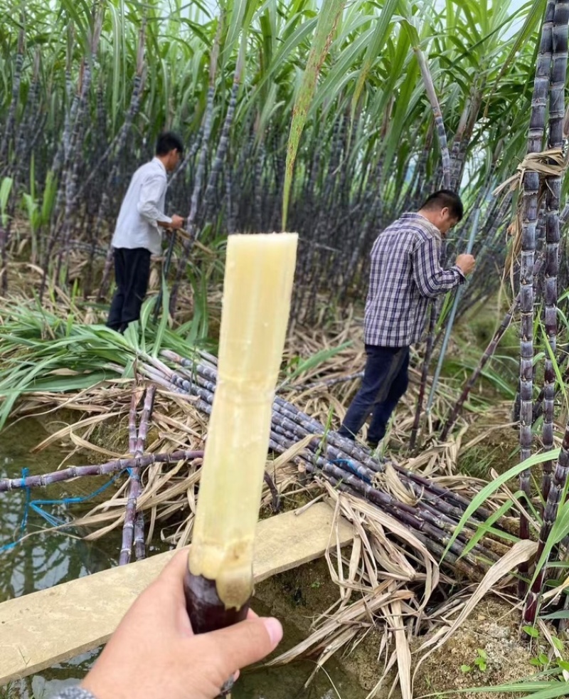 【放心购买】黑皮甘蔗广西甘蔗基地直供量大从优欢迎下单