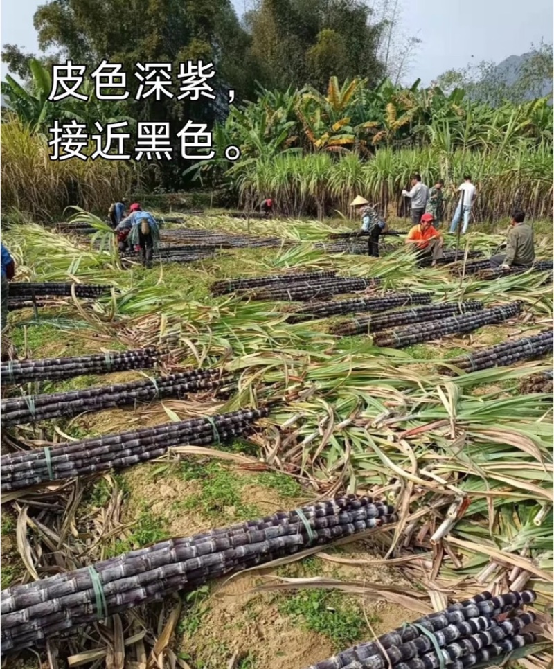 【实力供货】广西黑皮甘蔗对接各大电商平台一件代发