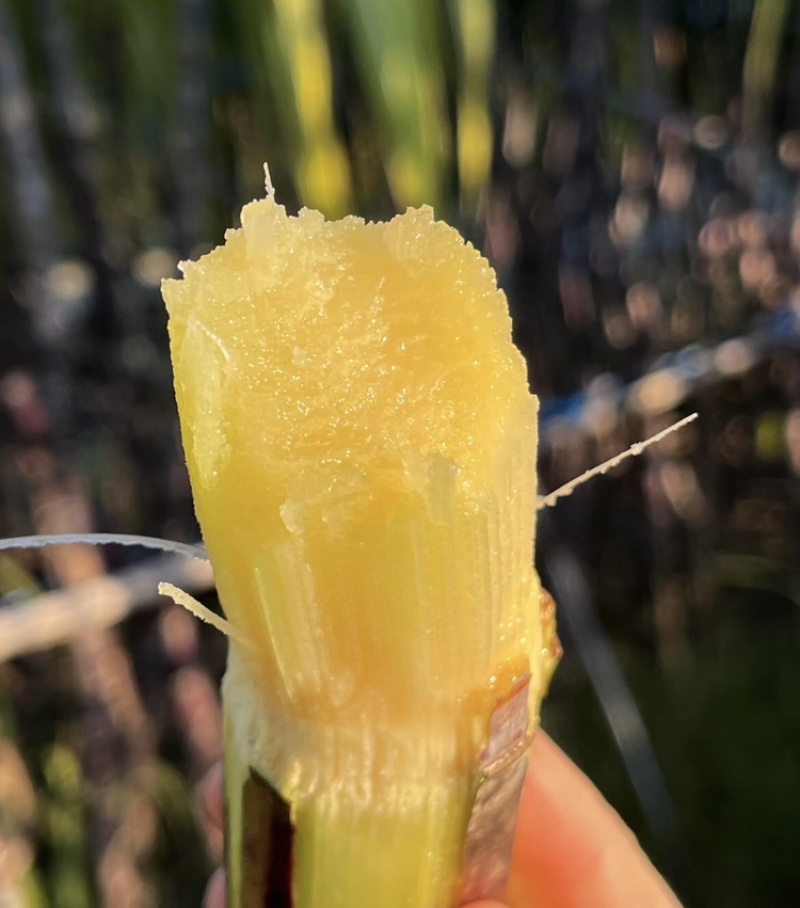 黑皮甘蔗广西甘蔗基地直发基地现砍现发量大从优