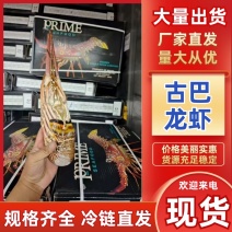 古巴龙虾大量有货厂家直发量大从优全国通发