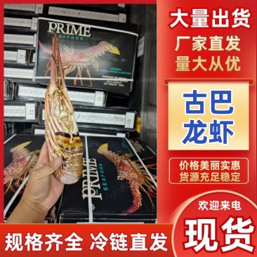 古巴龙虾大量有货厂家直发量大从优全国通发