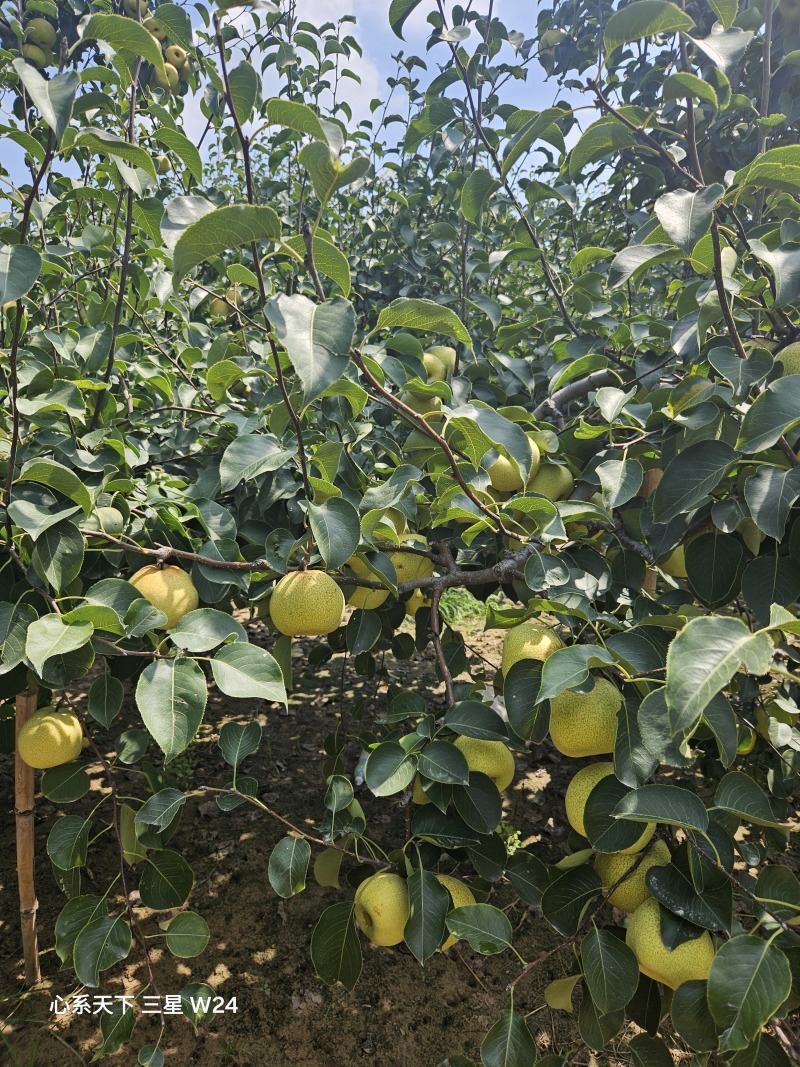 大量酥梨，价格实惠，欢迎询价