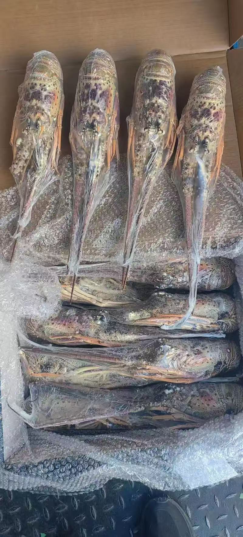 古巴龙虾大量有货厂家直发量大从优全国通发