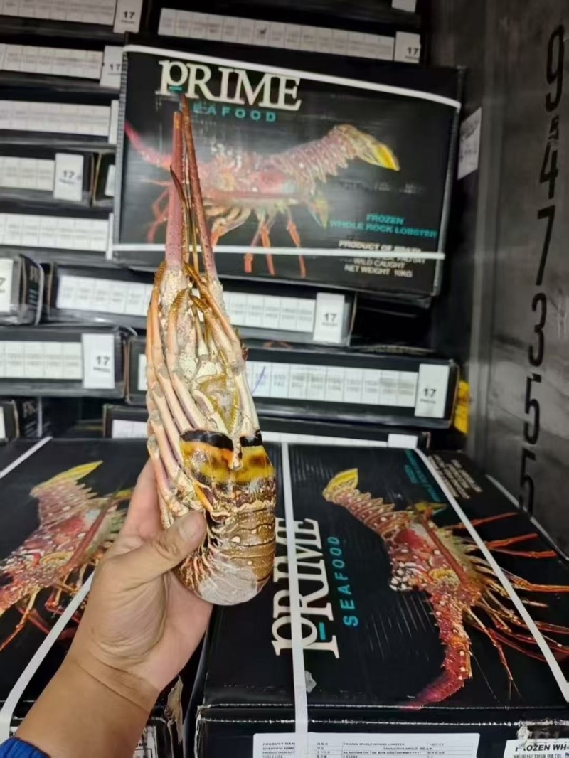 古巴龙虾大量有货厂家直发量大从优全国通发