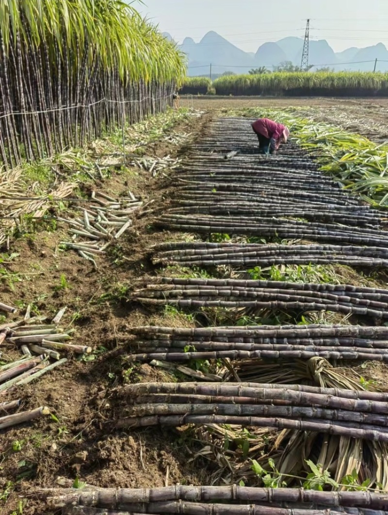 黑皮甘蔗广西甘蔗基地直发基地现砍现发量大从优